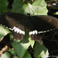 Papilio polytes Linnaeus, 1758